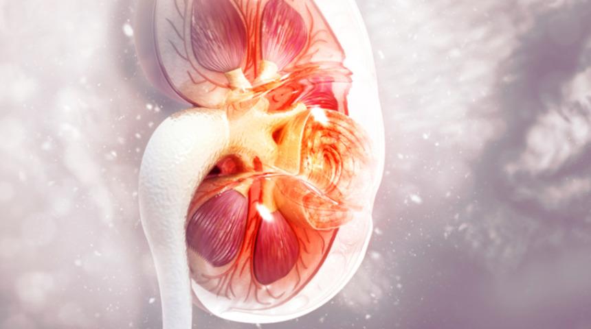 O gıdalar hiç de masum değil! Böbrek rahatsızlığınız varsa bu gıdalardan uzak durmanız gerekiyor