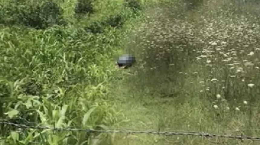 Köpeğe tecavüz davasında mide bulandıran ifadeler! 'Çığlık atıyordu'