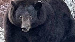 Tank Hank adı verilen dev siyah ayı California polisi tarafından aranıyor