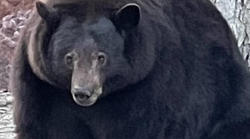 Tank Hank adı verilen dev siyah ayı California polisi tarafından aranıyor
