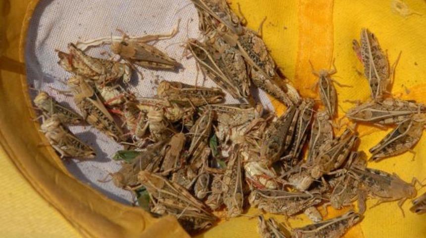 Fethiye'de köyleri çekirgeler istila etti