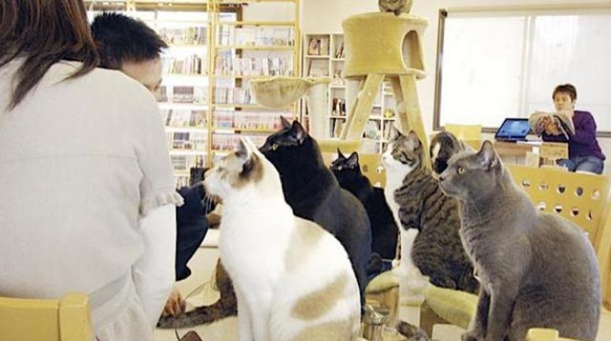 Paris'te kedilere &ouml;zel kafe