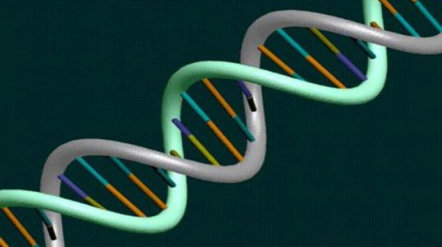 İnsan kromozomlu fare yaratıldı
