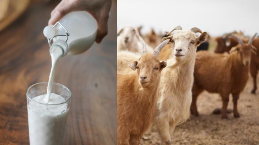 Ke&ccedil;i s&uuml;t&uuml;n&uuml;n faydaları say say bitmiyor! Eğer o &ouml;l&uuml;mc&uuml;l hastalıktan korunmak istiyorsanız...