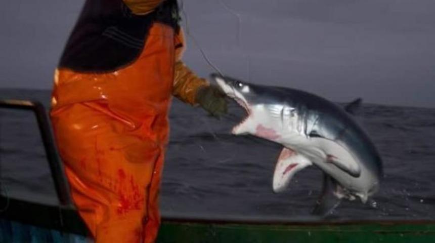 Yasak avda "Yunus" katliamı!