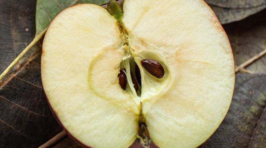 Elmayı bu şekilde yiyorsanız dikkat! Siyanür tehlikesi
