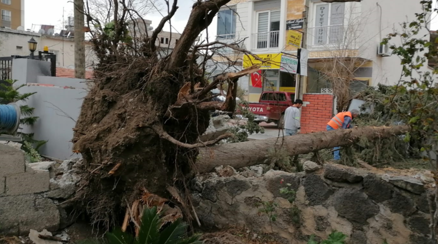 Hatay'da onlarca ağaç yerinden söküldü! Okullar tatil edildi