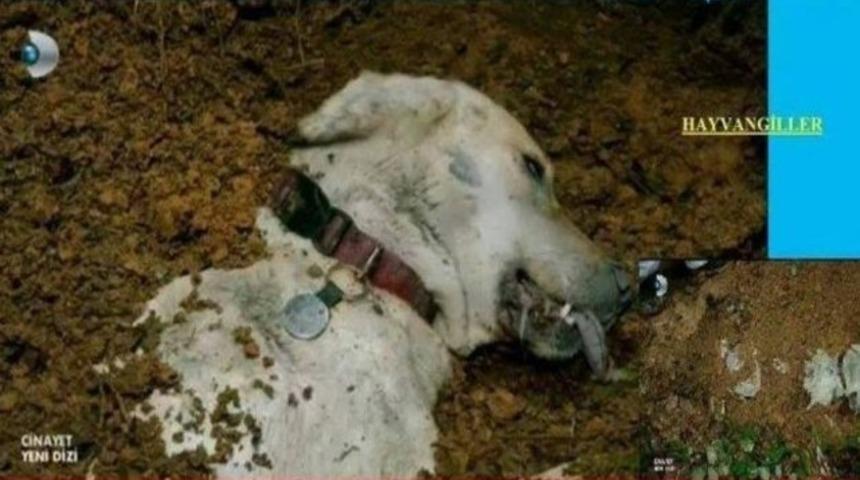 Narkoz verip toprağa g&ouml;md&uuml;ler