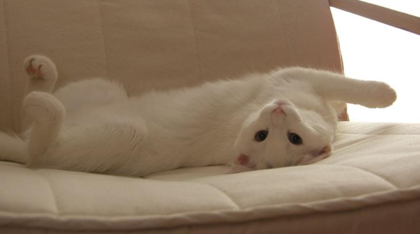 'Kediler insanları b&uuml;y&uuml;k bir kedi zannediyor'