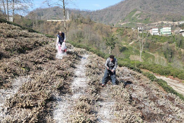 Çay üreticileri gübreleme konusunda bilinçlendiriliyor G1