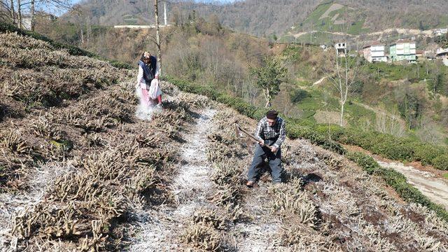 Çay üreticileri gübreleme konusunda bilinçlendiriliyor