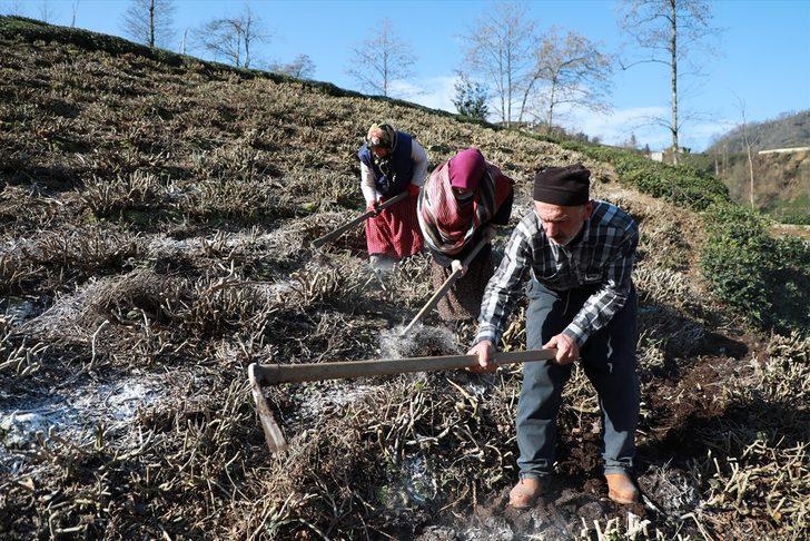 Çay üreticileri gübreleme konusunda bilinçlendiriliyor G3