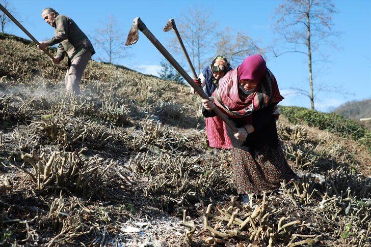 Çay üreticileri gübreleme konusunda bilinçlendiriliyor G4