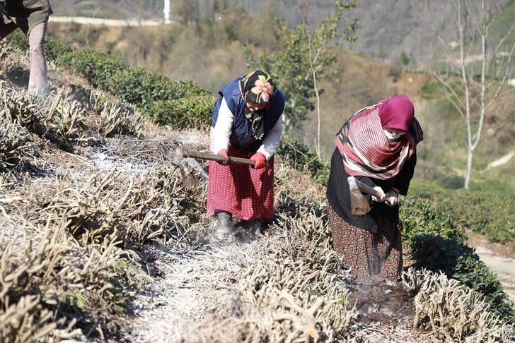 Çay üreticileri gübreleme konusunda bilinçlendiriliyor G5
