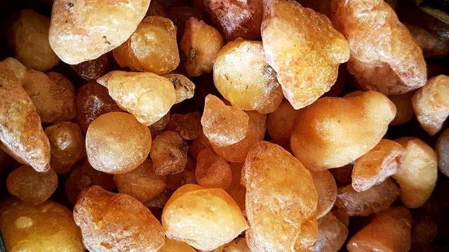 Çam sakızı kanser hücrelerine karşı etkili mi? Çam sakızın bilinmeyen mucizevi faydaları nelerdir?