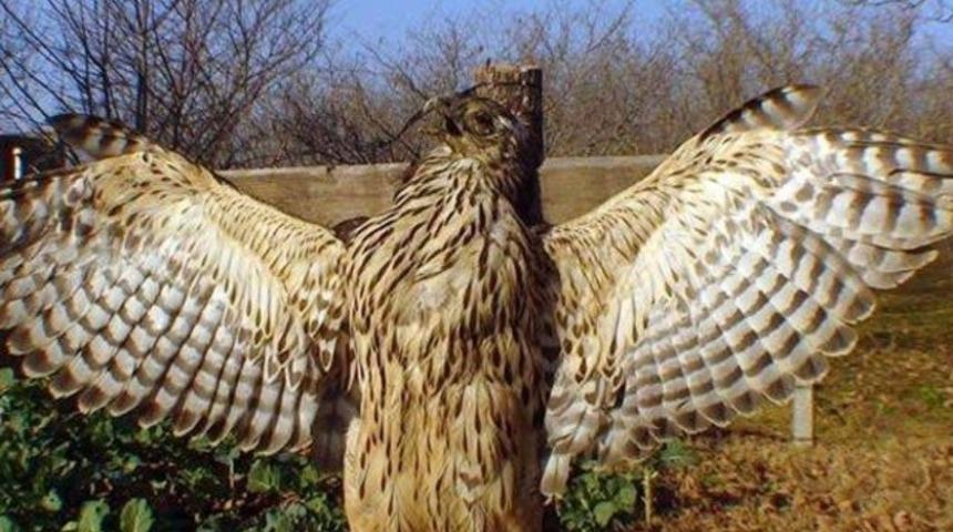 Korkuluk haline getirilen atmaca için 8 bin 256 TL ceza