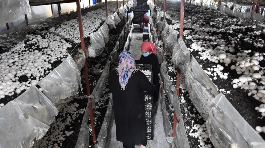 Mimarlığı bırakıp bu işe girdi! Yüzde 50 devlet desteğiyle tesis kurdu