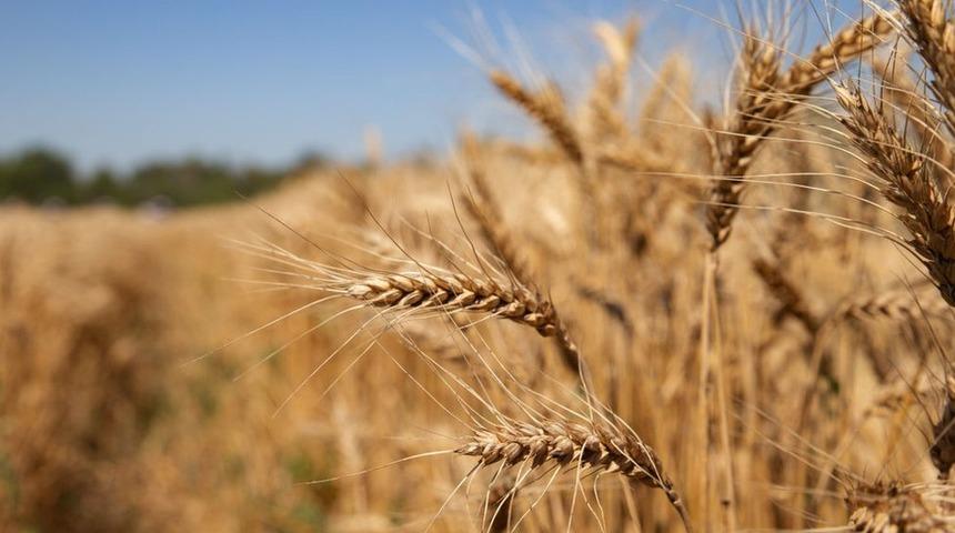 Rusya'nın Ukrayna'yı işgali d&uuml;nya genelinde gıda fiyatlarını nasıl etkilecek?