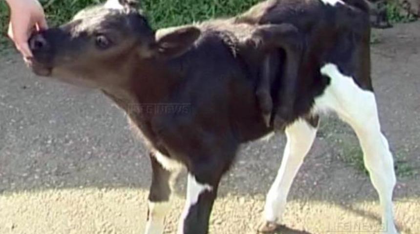 Rusya&rsquo;da 6 ayaklı buzağı şaşırttı