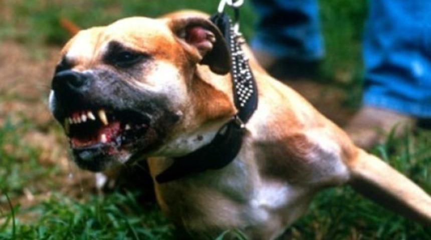 Sokak köpeği 6 aylık bebeği öldürdü