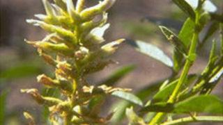 Meyan Kökü'nün Faydaları