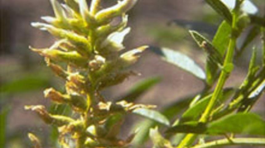 Meyan K&ouml;k&uuml;'n&uuml;n Faydaları