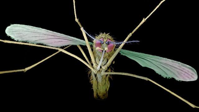 Asya'da ilaca dirençli sıtma paraziti