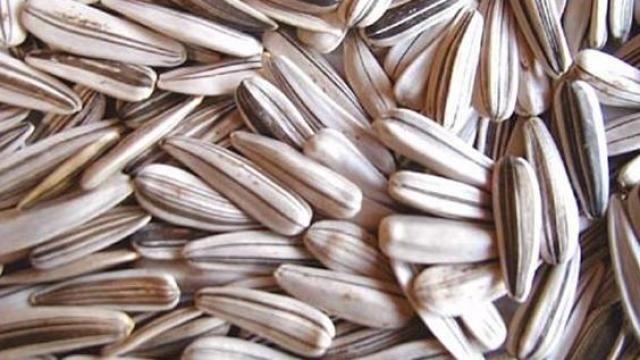 Çekirdek çitlemeyi yasakladı