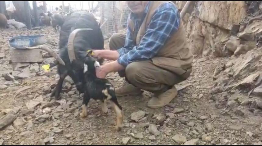 Bu oğlak, görenleri hayrete düşürüyor! 3 bacaklı olarak dünyaya geldi