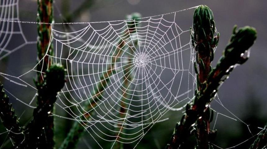 &Ouml;r&uuml;mcek ağının &lsquo;şifresi&rsquo; &ccedil;&ouml;z&uuml;ld&uuml;