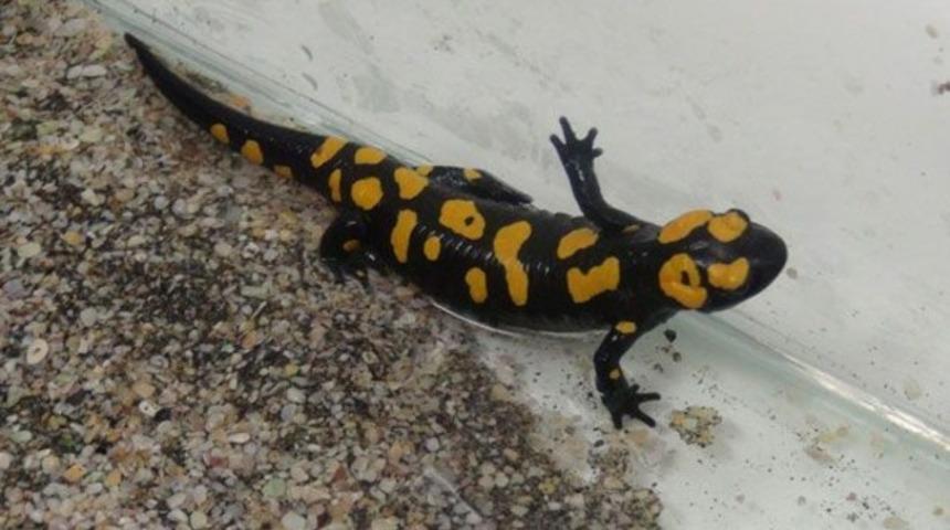 Bagajdan &ccedil;ıktı!