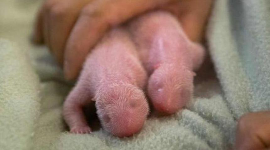 İkiz pandalar şaşırttı