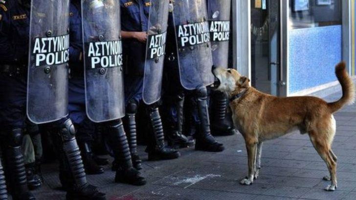 'Eylemci köpek' hayatını kaybetti