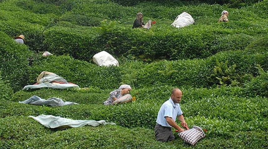 ÇAYKUR 630 işçi alımı başvuruları ne zaman? Başvuru şartları nelerdir? İŞKUR ÇAYKUR işçi alımı başvurusu nasıl yapılır 2022?