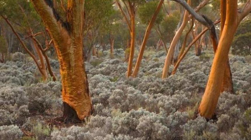 Ağa&ccedil; dokusunda altın bulundu