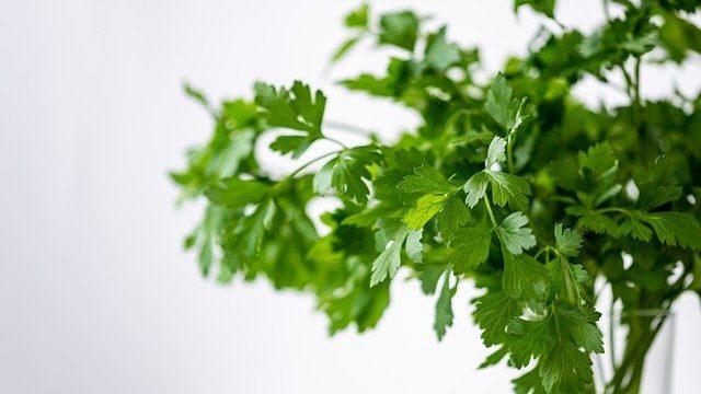 Yararlarını öğrendikten sonra maydanoz saplarını atmaktan vazgeçeceksiniz!