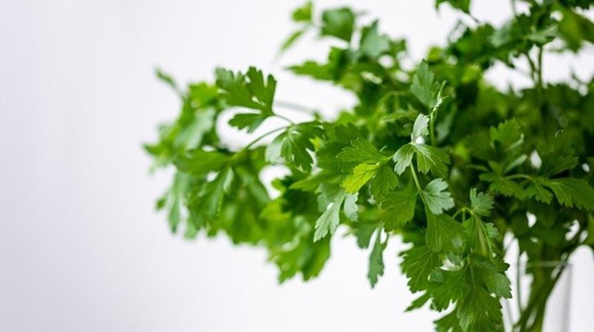 Yararlarını öğrendikten sonra maydanoz saplarını atmaktan vazgeçeceksiniz!