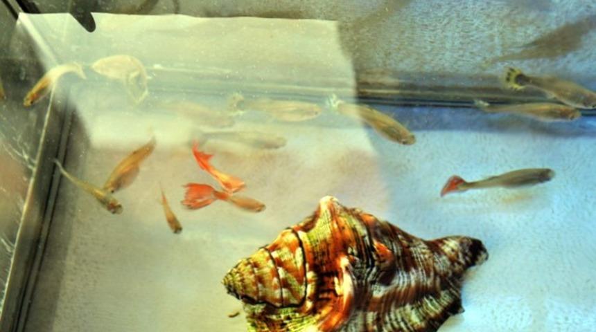 Balıklarla suda zehir testi yapılıyor