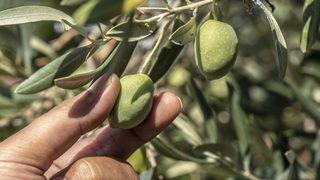 Zeytinlikleri madenciliğe açan yönetmelik yürürlüğe girdi