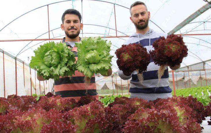 İşçiliği bırakıp bu işe başladılar! Yılda 8 hasat yapıyorlar