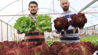 İşçiliği bırakıp bu işe başladılar! Yılda 8 hasat yapıyorlar