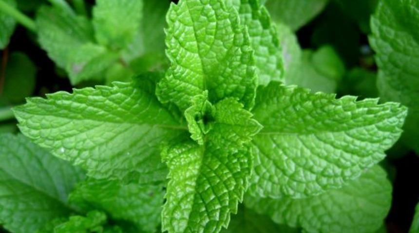 Nane: Her y&ouml;n&uuml;yle şifalı bir bitki