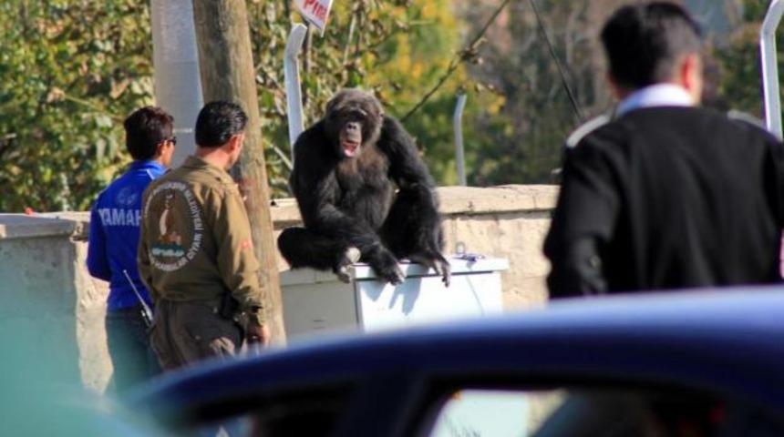 Kayseri'de şempanze paniği