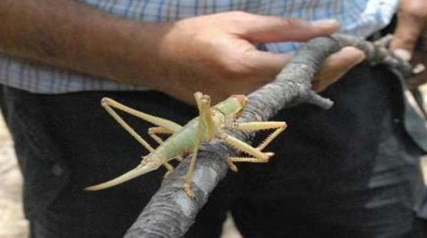 Sivas'ta 13 santimlik &ccedil;ekirgeler