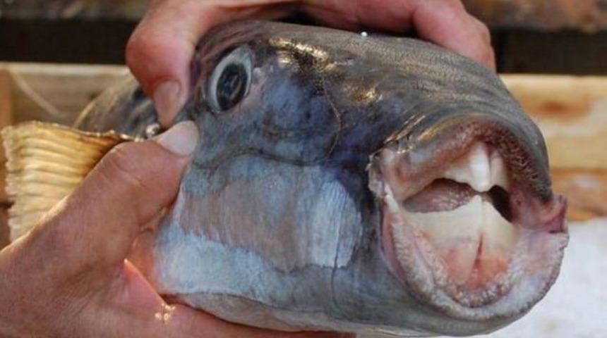 Balıkların seks hayatı, halkı uykusuz bıraktı