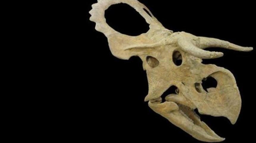 'Koca burunlu' yeni bir dinozor t&uuml;r&uuml; bulundu