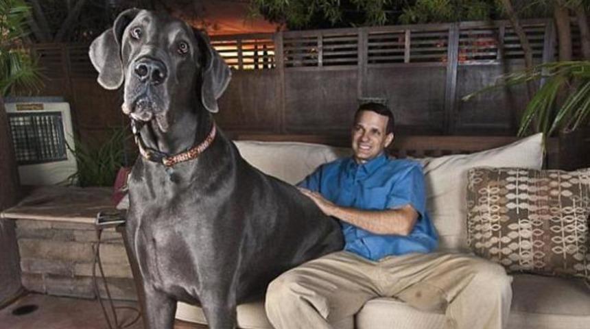 Dev George &ouml;ld&uuml;