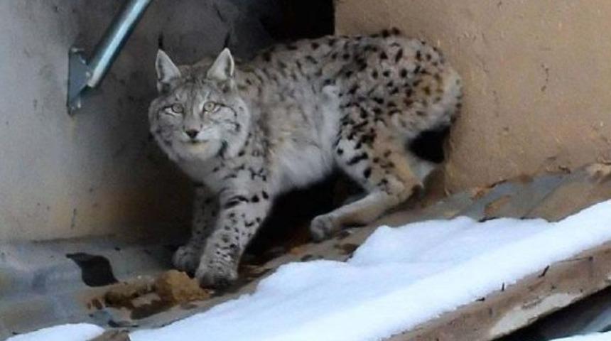 İlçe merkezinde vaşak görüntülendi