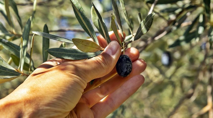 Zeytin tarlaları ilgili karar gündem yarattı! Tepkiler peş peşe geldi…