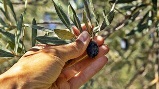 Zeytin tarlaları ilgili karar gündem yarattı! Tepkiler peş peşe geldi…